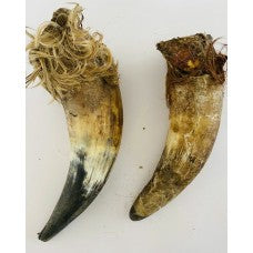 (ANCO) Natural Cow Horn